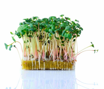 Микрозелень редиса зеленого